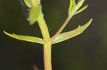 Branched hedgehyssop